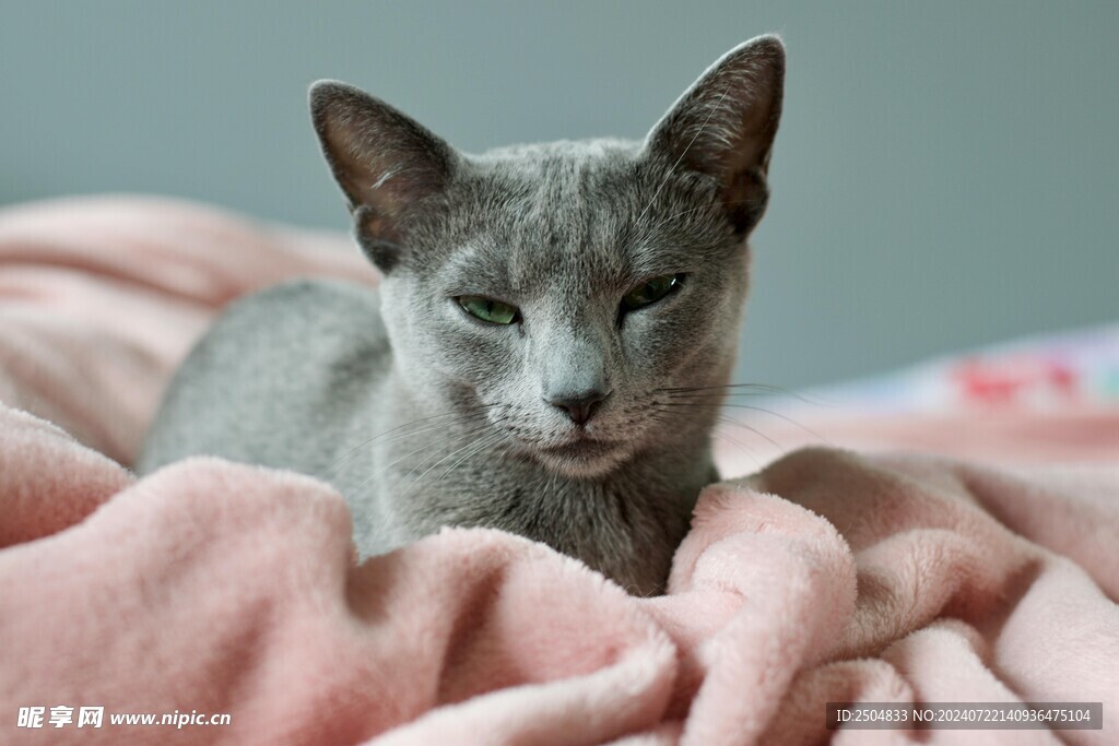 猫