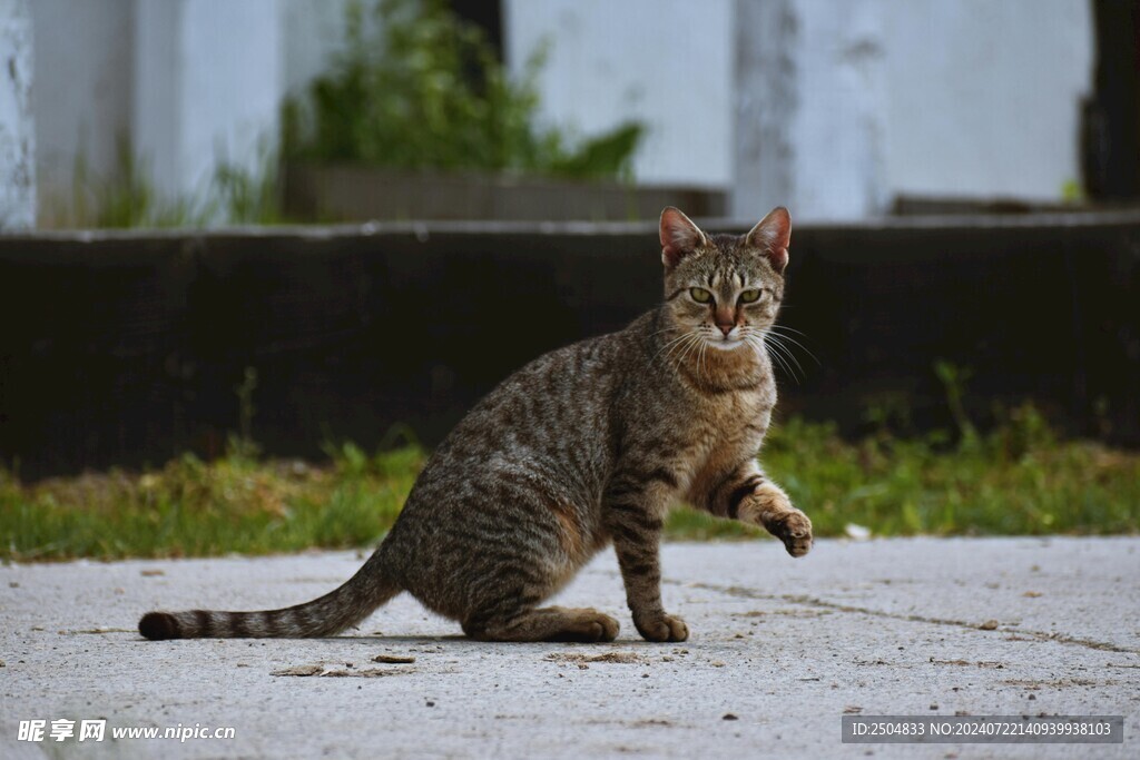猫