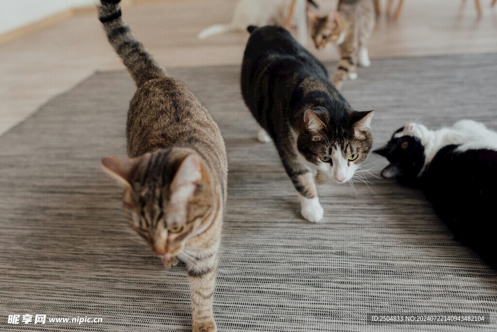 猫
