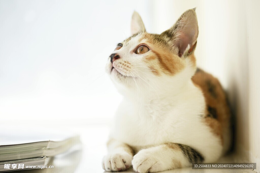 猫