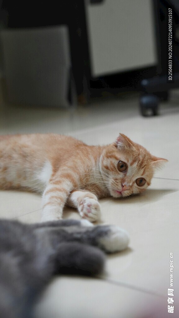 猫