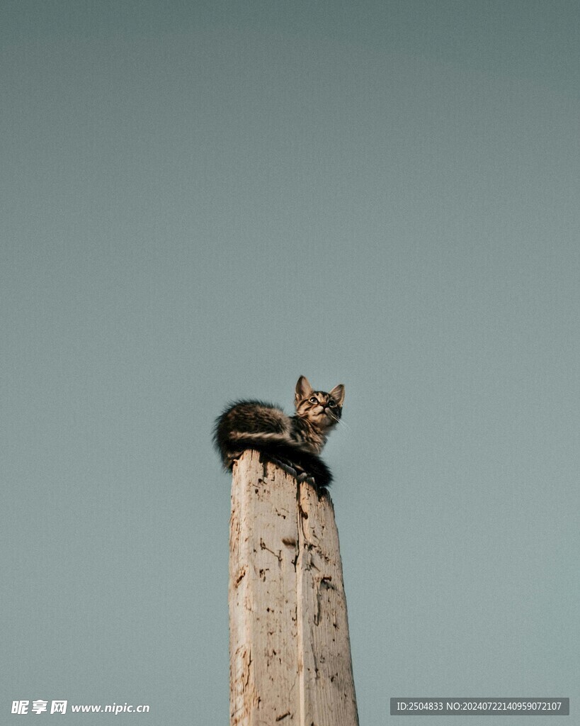 猫