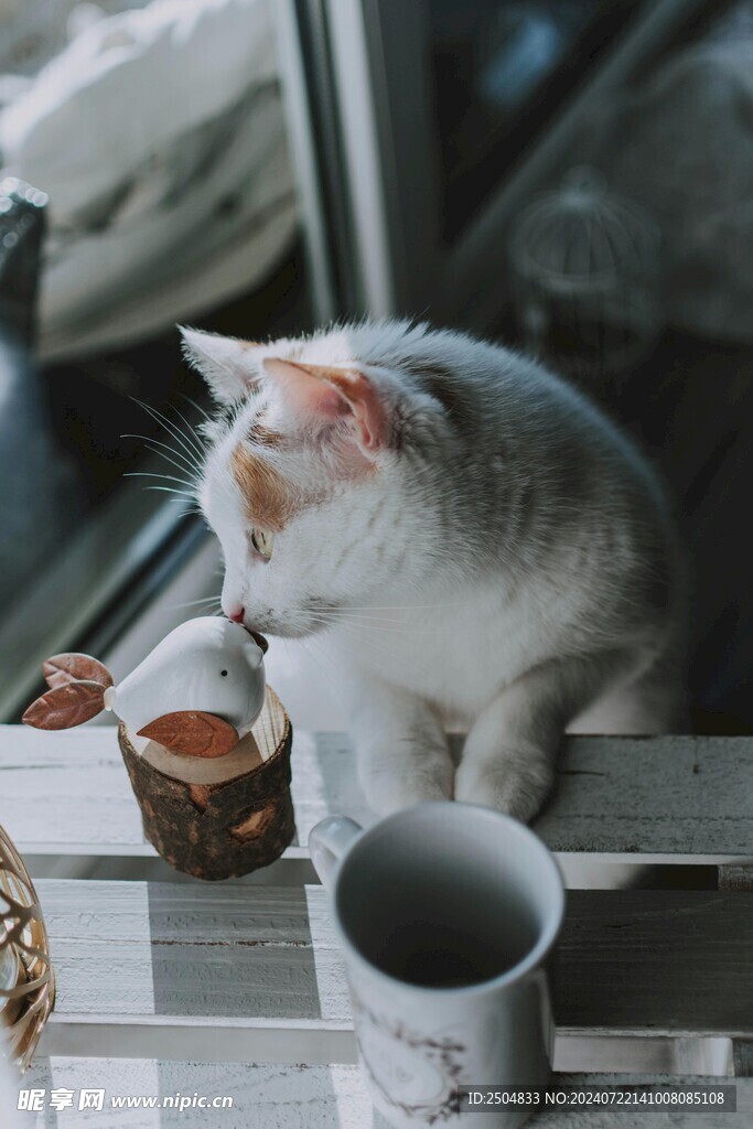 猫