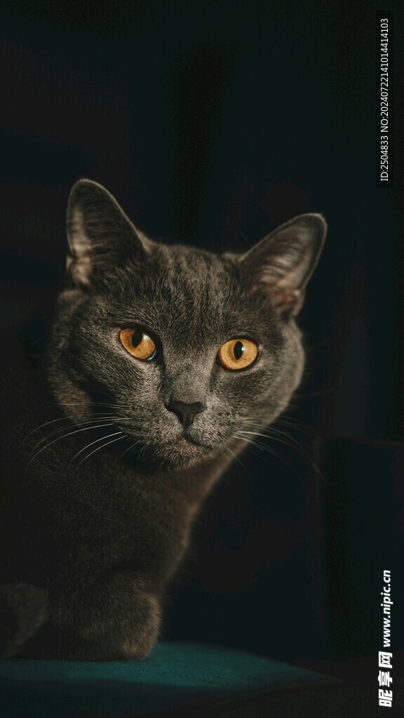 猫