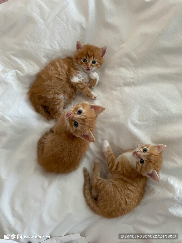 猫