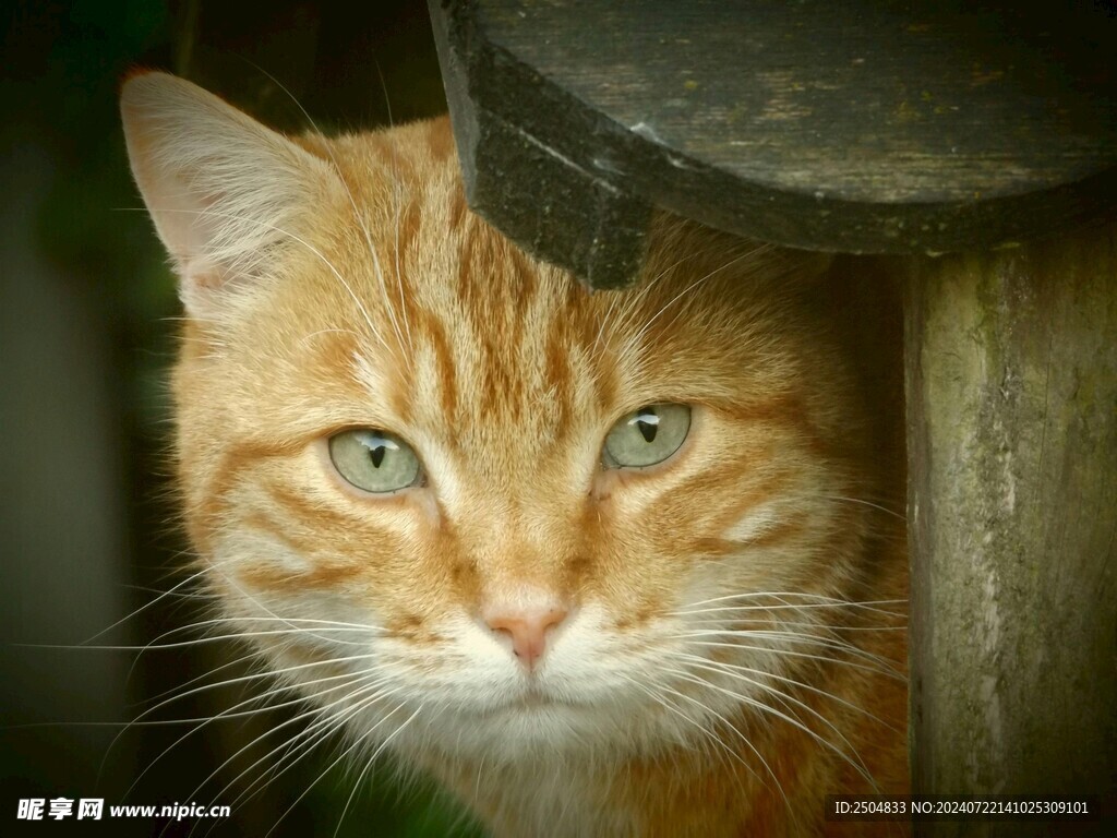 猫