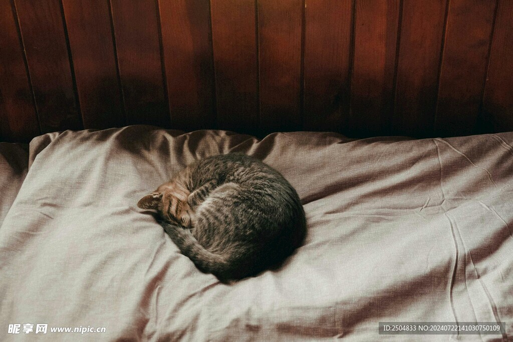 猫