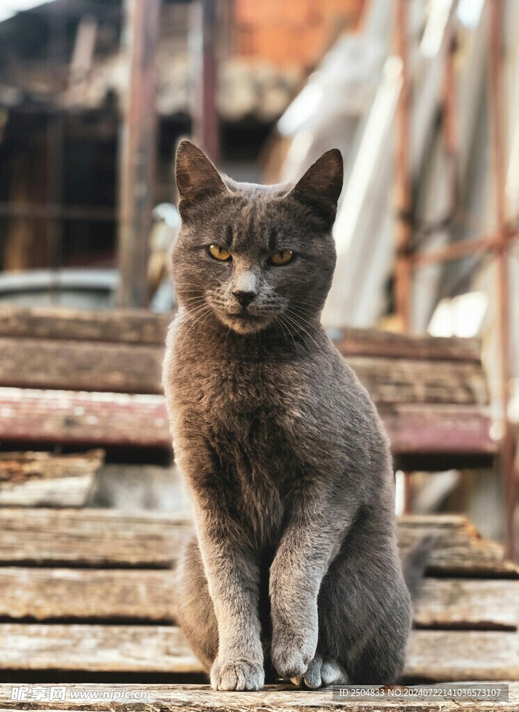 猫