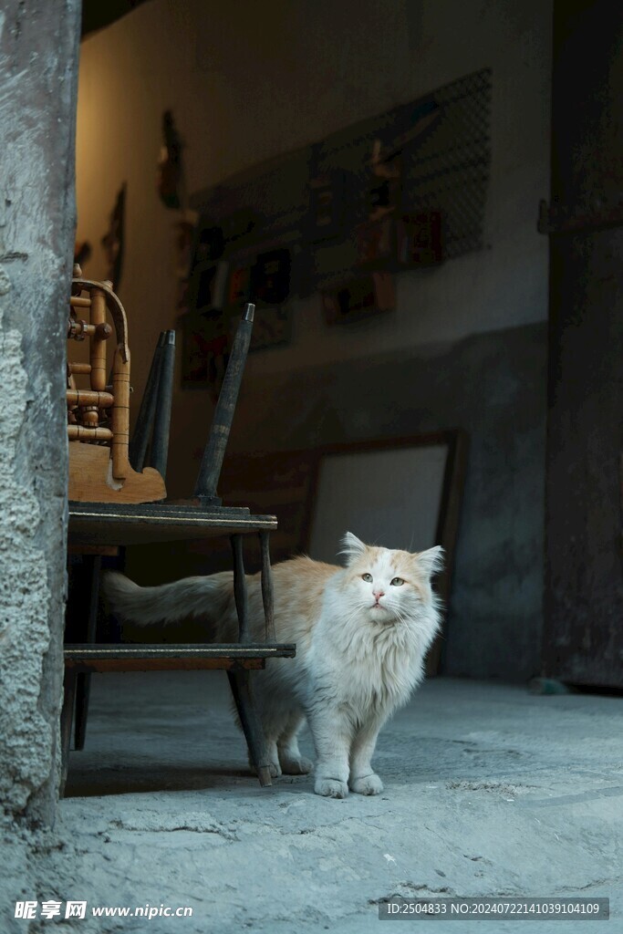 猫