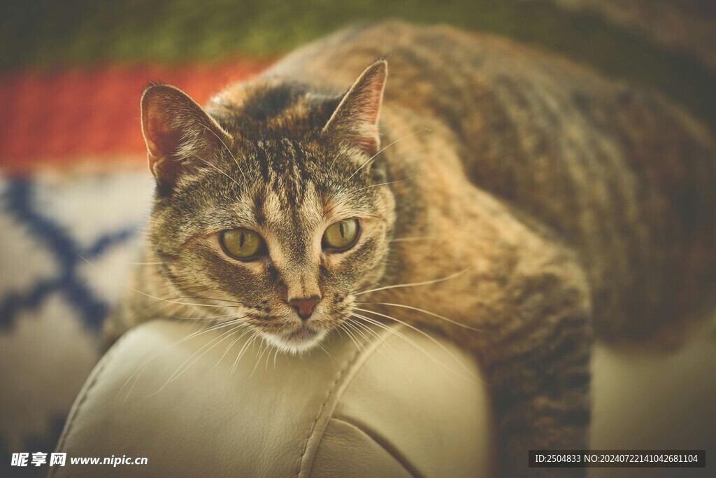 猫