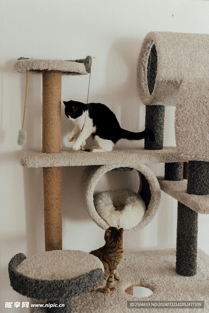 猫