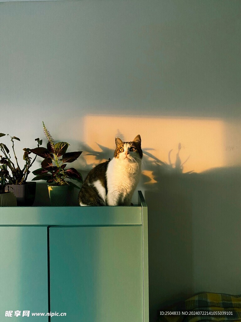 猫