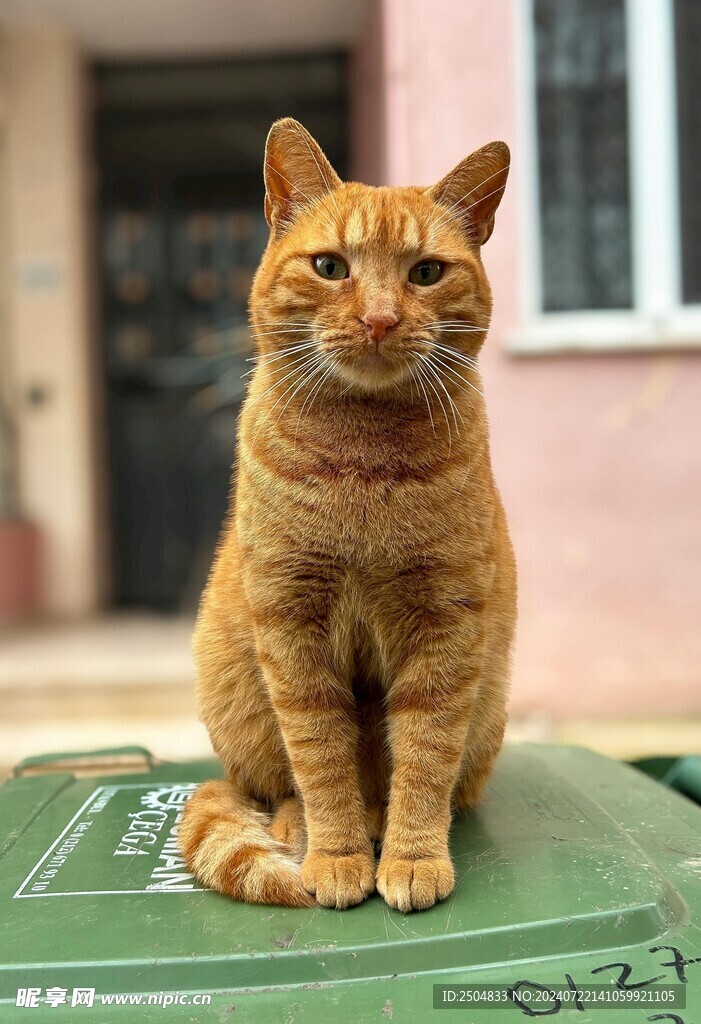 猫