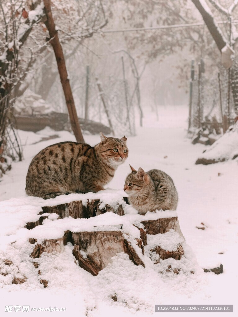 猫