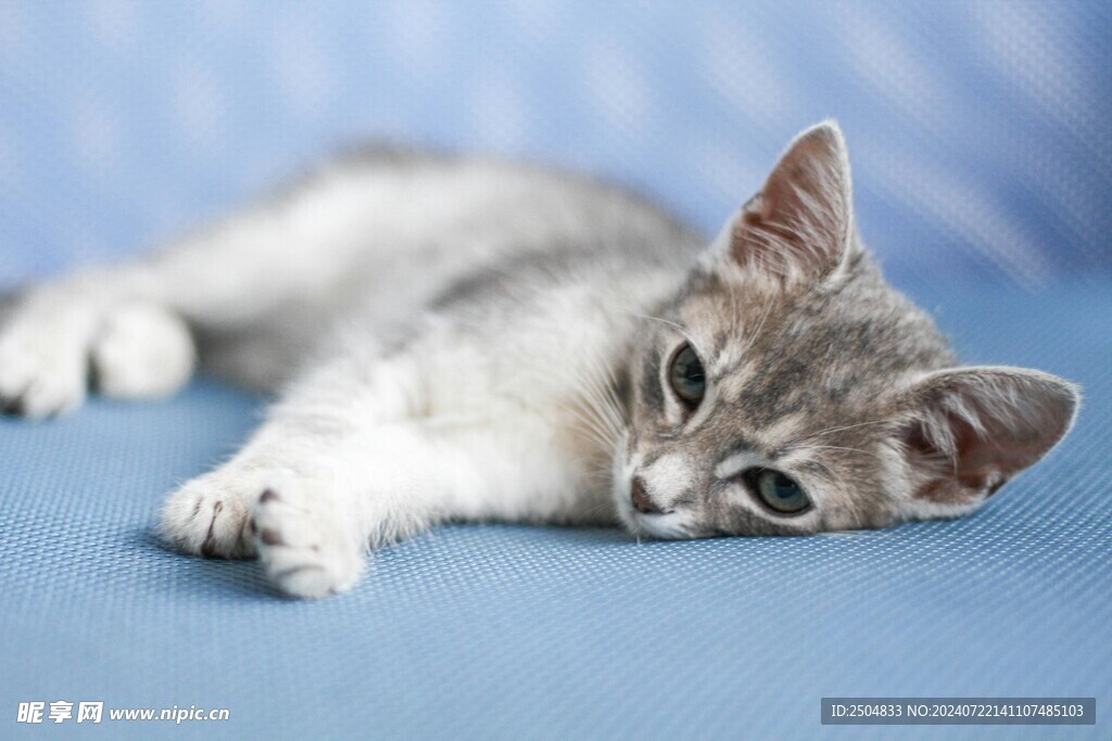 猫
