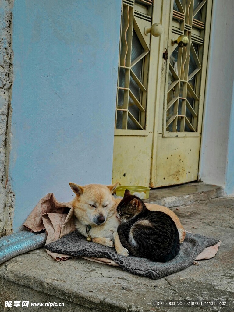 猫