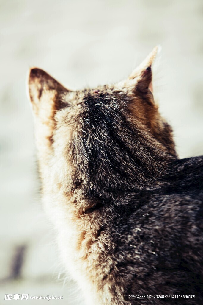 猫