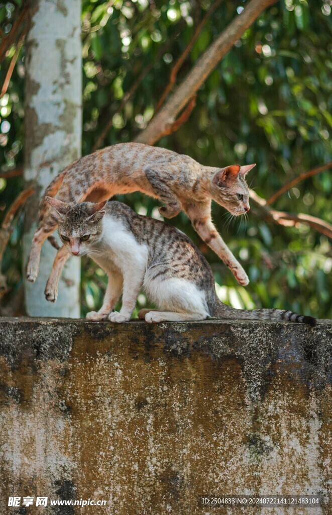 猫