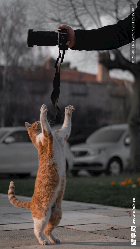猫