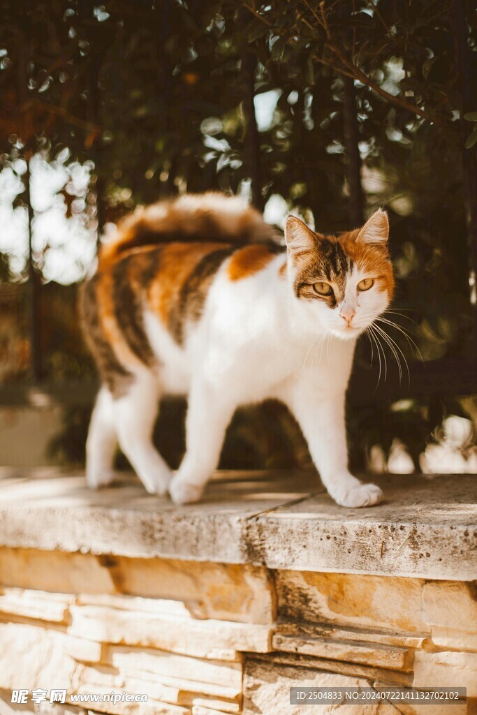 猫