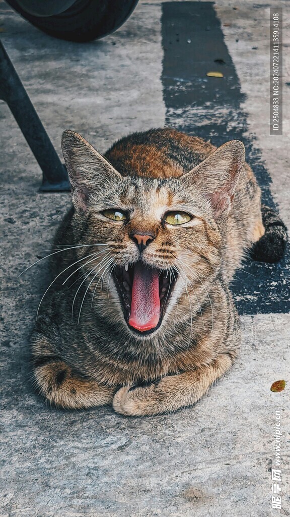 猫