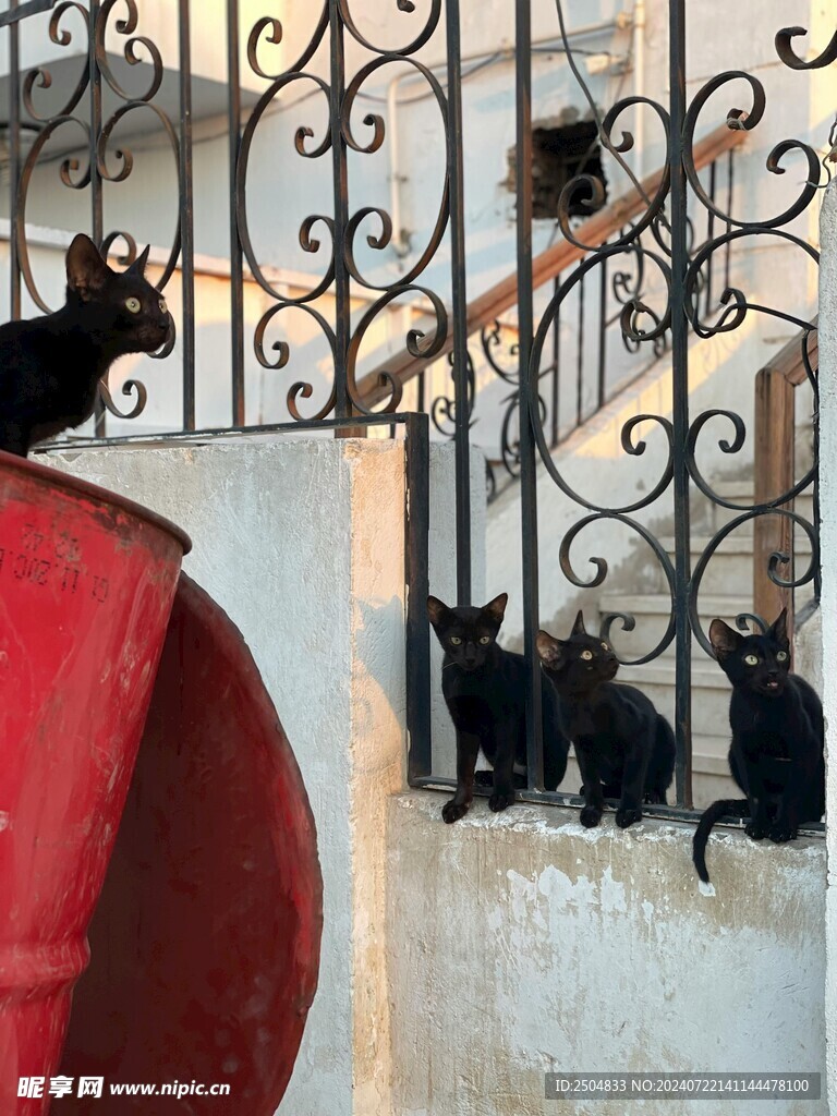 猫