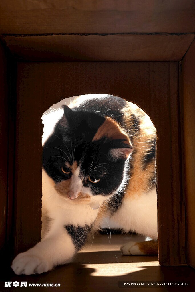 猫