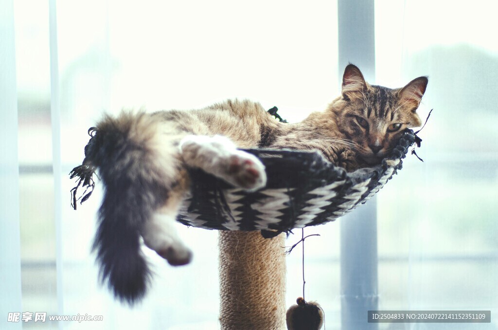 猫