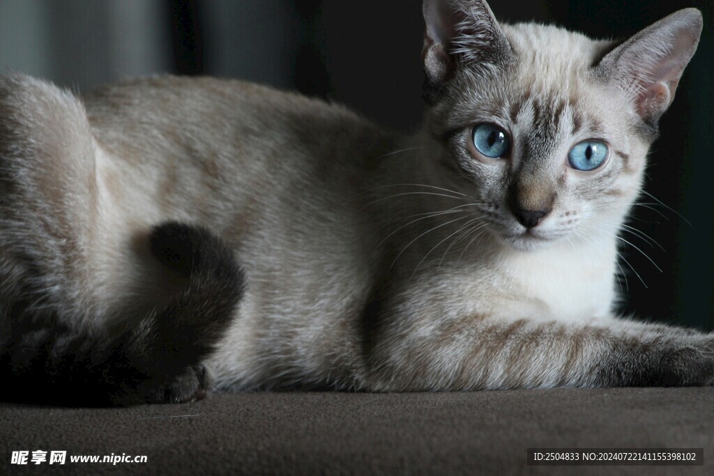 猫