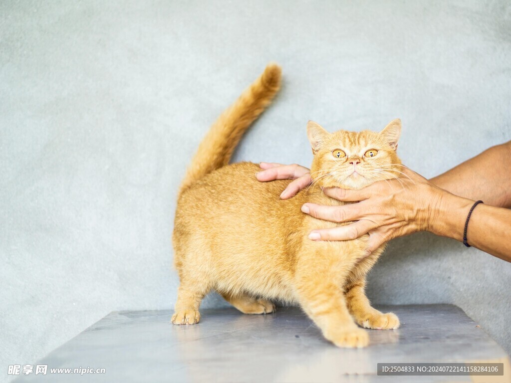 猫