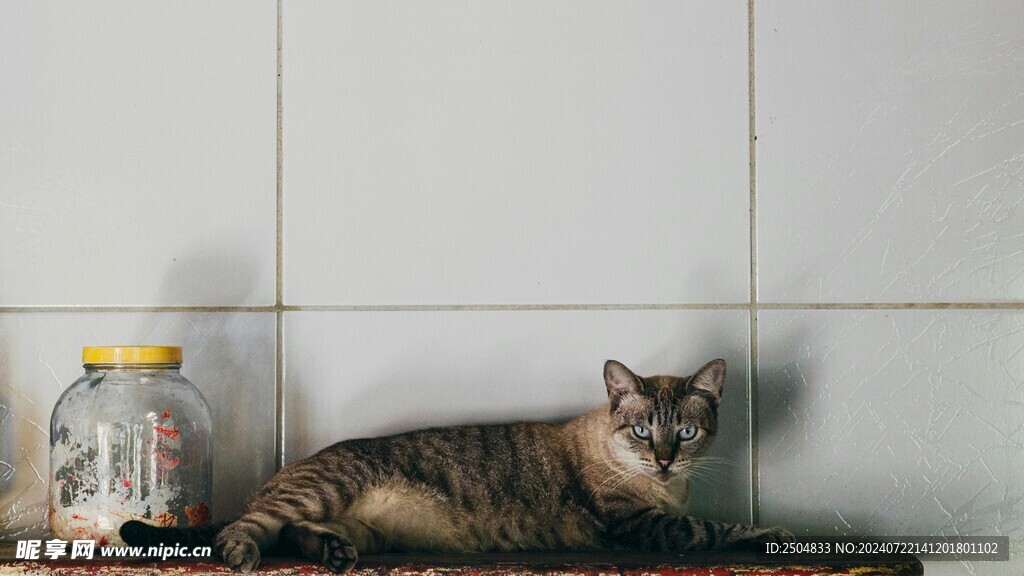 猫