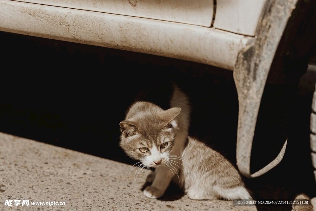 猫