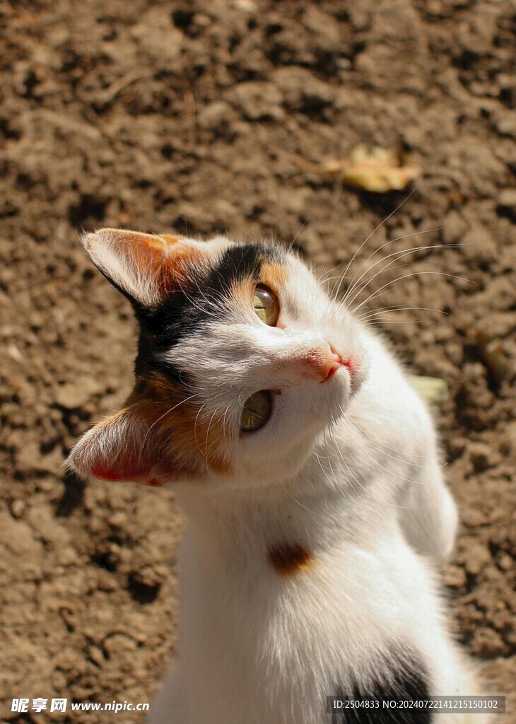 猫