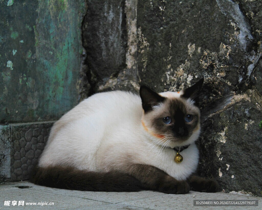 猫