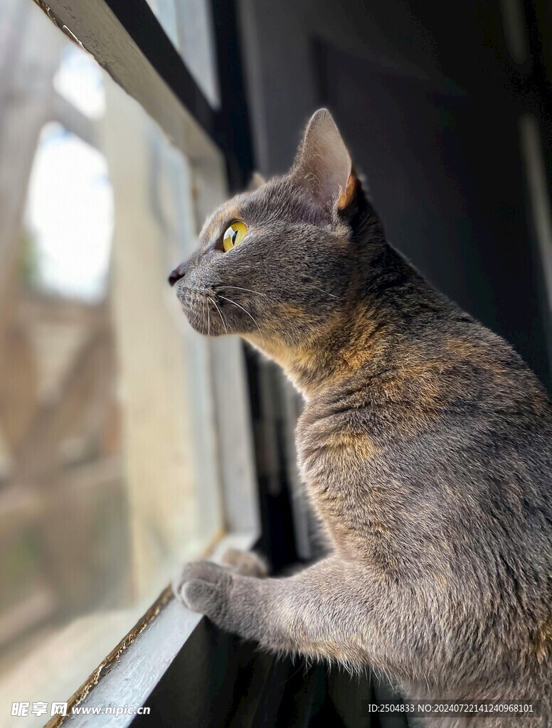 猫