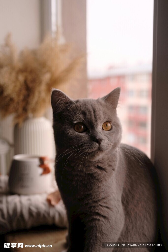 猫