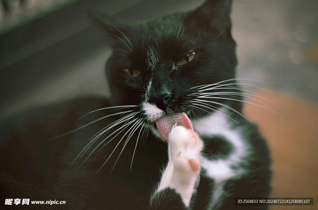 猫