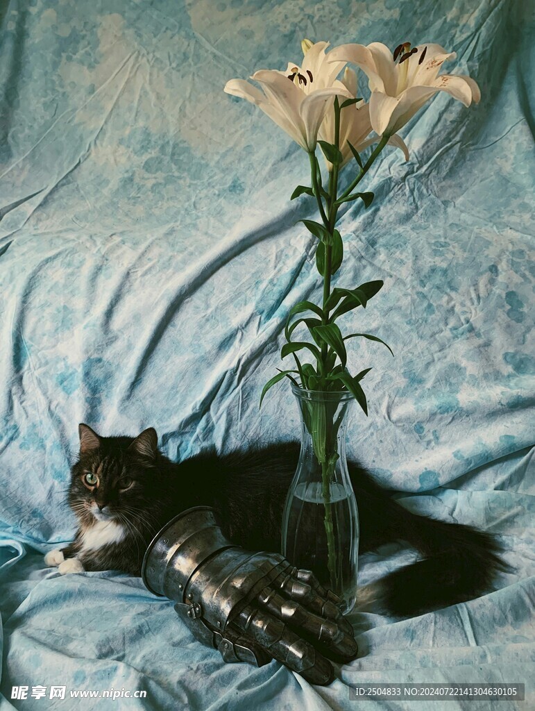 猫