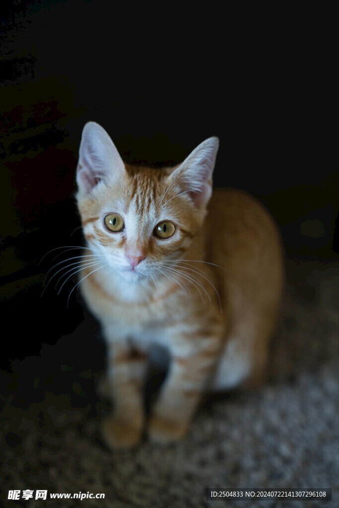 猫