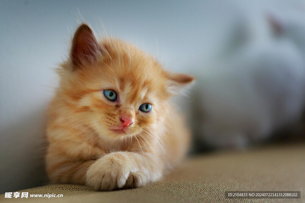 猫