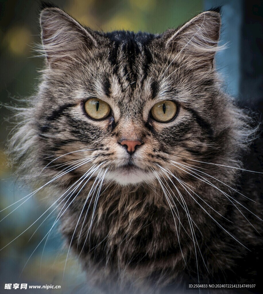 猫