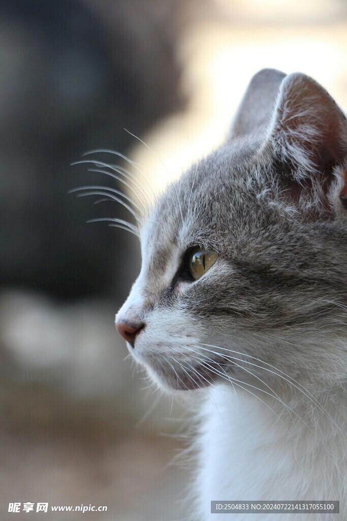 猫