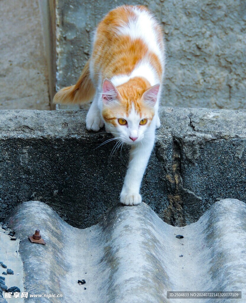猫