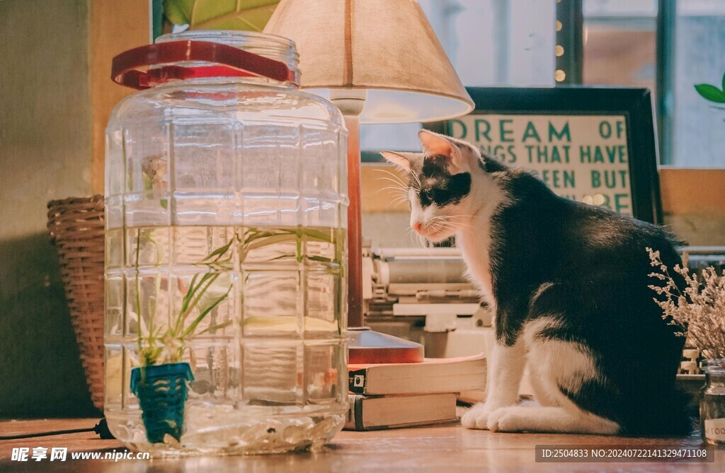 猫