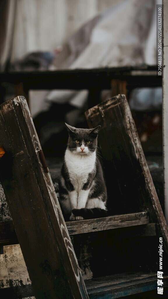 猫