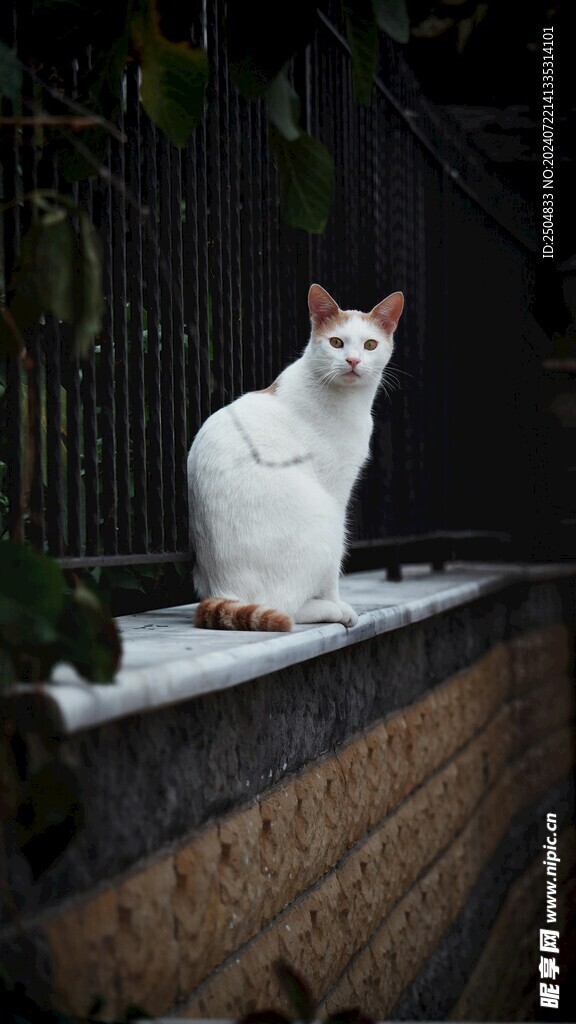 猫