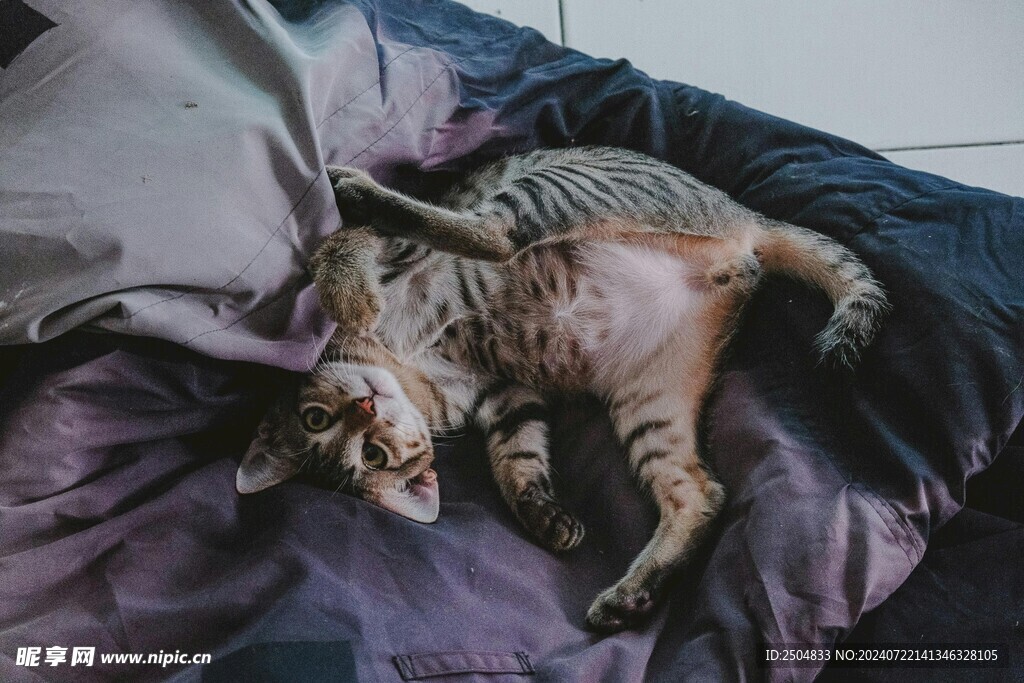 猫