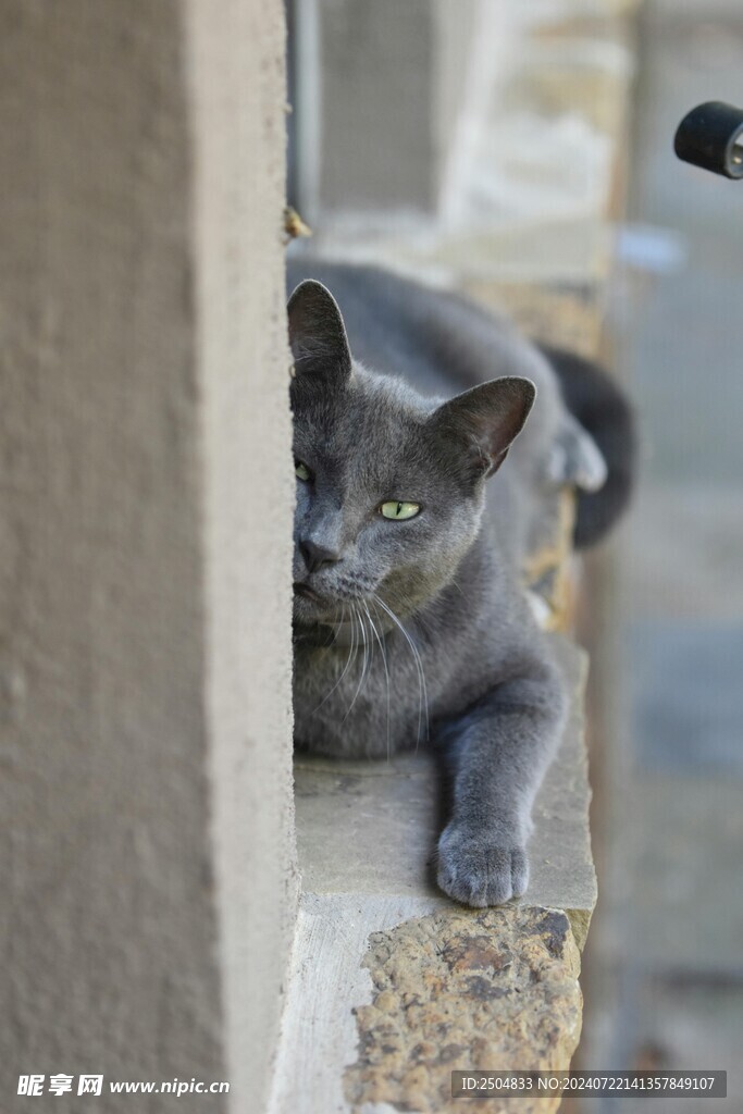 猫