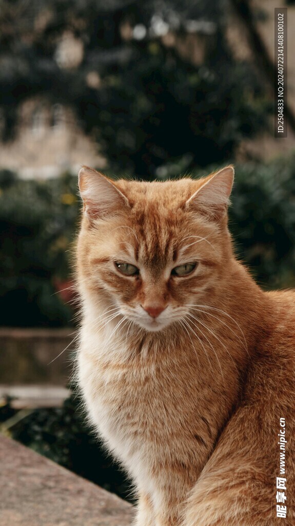 猫