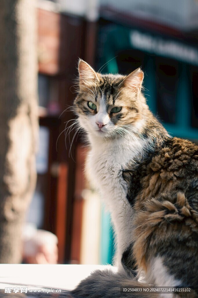 猫
